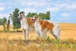 Deux Barzoï sur un terrain herbeux