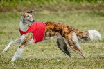 Un Barzoï courant sur un terrain herbeux et portant un habit pour chien