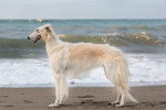 Un Barzoï posant sur le rivage de la mer 