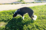 Un Barzoï reniflant l'herbe 