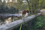 Un Barzoï  marchant sur un muret et tenu en laisse