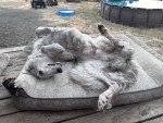Un Barzoï  allongé sur un panier