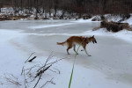 Un Barzoï marchant sur un terrain enneigée et tenu en laisse