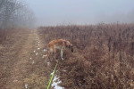 Un Barzoï  tenu en laisse sur un terrain herbeux