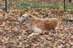 Un Barzoï allongé sur un terrain jonchés de feuilles mortes