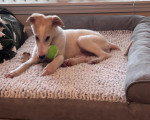 Un Barzoï allongé sur un lit pour chien