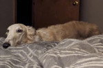 Un Barzoï allongé sur un lit