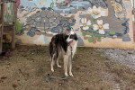 Un Barzoï posant devant un mur