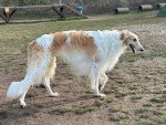 Un Barzoï marchant sur un terrain herbeux