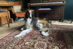 Un Barzoï allongé sur un tapis