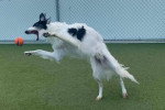 Un Barzoï jouant avec une balle sur une pelouse