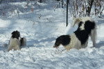 Deux Barzoï jouant dans la neige