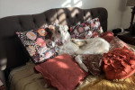 Un Barzoï allongé sur un lit 