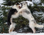 Deux Barzoï se battant dans la neige