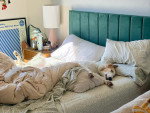 Un Barzoï allongé sur un lit