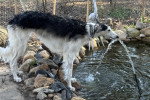 Un Barzoï s'hydratant