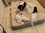 Deux Barzoï allongés sur un lit