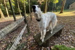 Un Barzoï sur un banc en bois