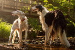 Deux Barzoï dans l'eau