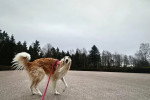 Un Barzoï tenu en laisse sur une surface bétonnée 