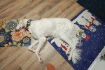 Un Barzoï allongé et semblant dormir