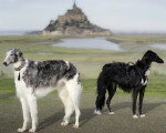Deux Barzoï posant non loin du  Mont-Saint-Michel