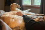 Un Barzoï allongé sur un lit