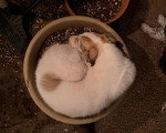 Un Barzoï allongé dans un sceau