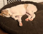 Un Barzoï allongé sur un grand coussin et semblant dormir