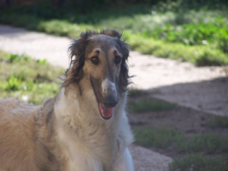 Douchka - Barzoï Femelle (5 ans)