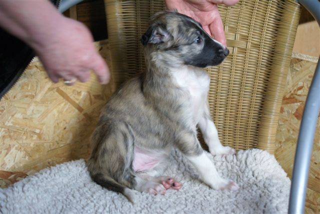 barzoi hiéva - Barzoï