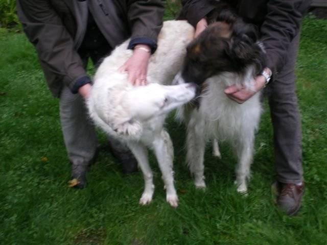 barzoi hiéva - Barzoï