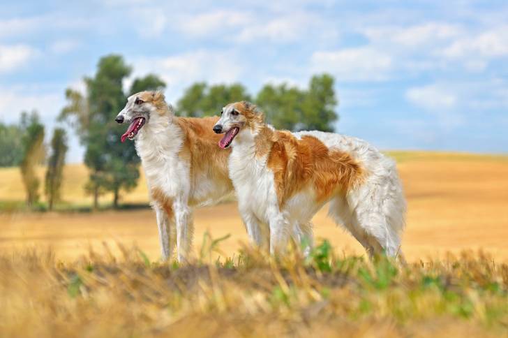 Deux Barzoï sur un terrain herbeux