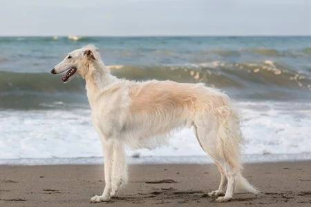 Un Barzoï posant sur le rivage de la mer 