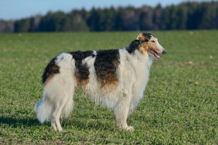 Un Barzoï sur un terrain herbeux