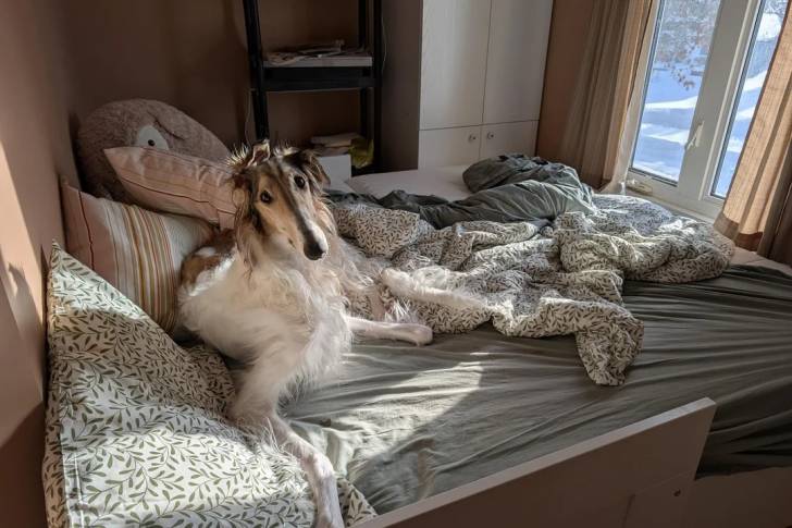 Un Barzoï allongé sur un lit