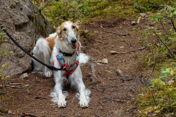 Un Barzoï allongé sur un sentier et tenu en laisse