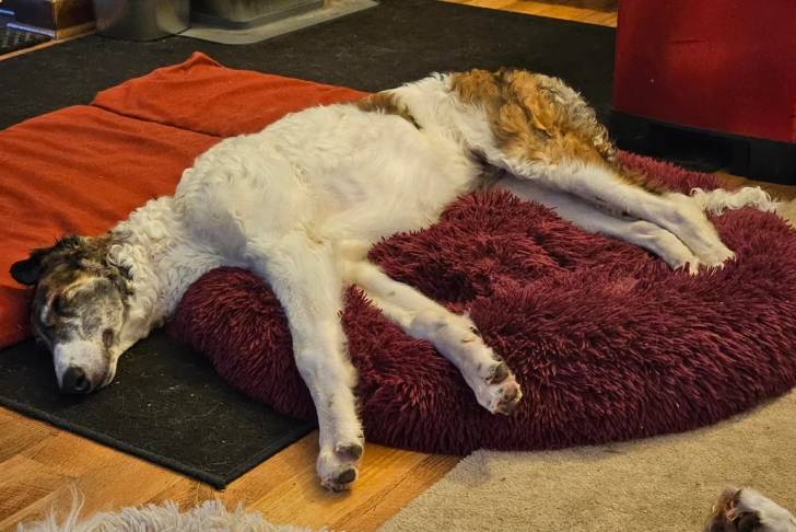 Un Barzoï dormant sur un panier