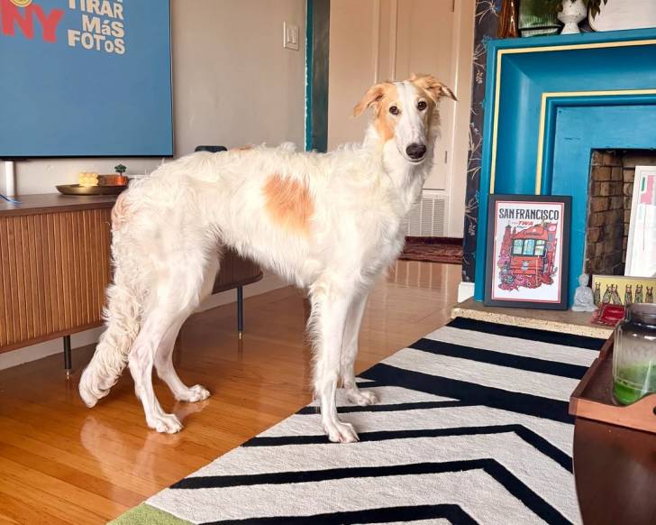 Un Barzoï dans un appartement