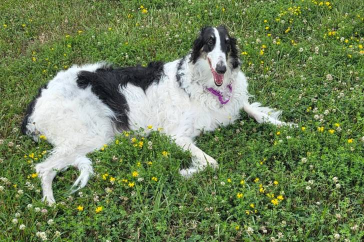 Un Barzoï allongé sur un terrain herbeux
