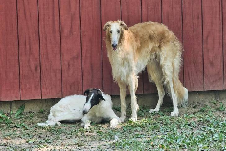 Deux  Barzoï posant devant une clôture en bois