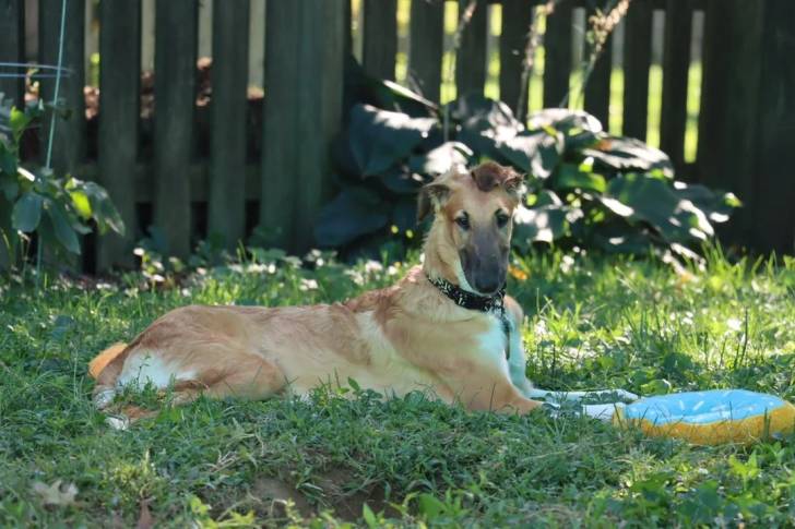 Un Barzoï allongé dans l'herbe