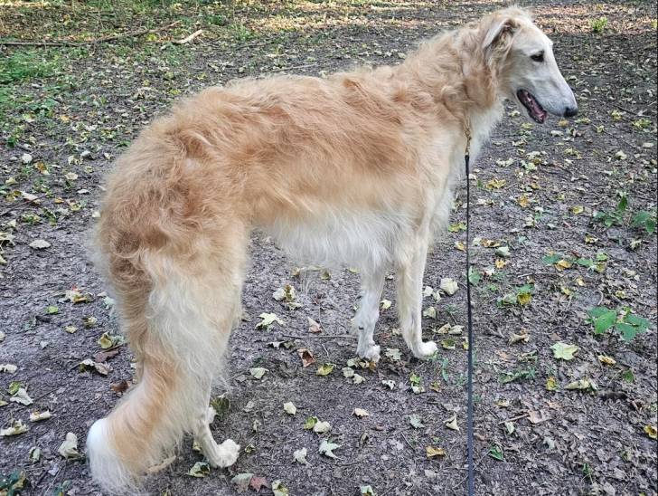 Un Barzoï marchant sur un terrain jonchés de feuilles mortes et tenu en laisse