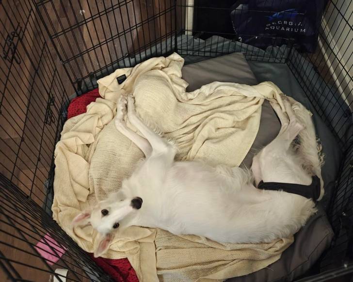 Un Barzoï  allongé dans une cage