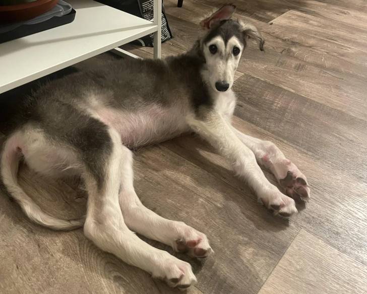 Un Barzoï  allongé sur un parquet
