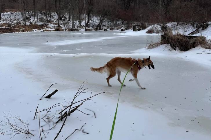 Un Barzoï marchant sur un terrain enneigée et tenu en laisse