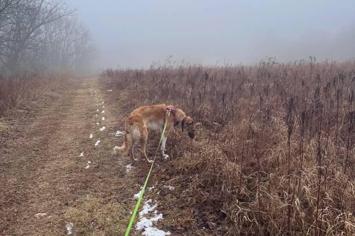 Un Barzoï  tenu en laisse sur un terrain herbeux