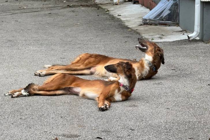 Deux Barzoï  allongés sur un terrain bétonné 