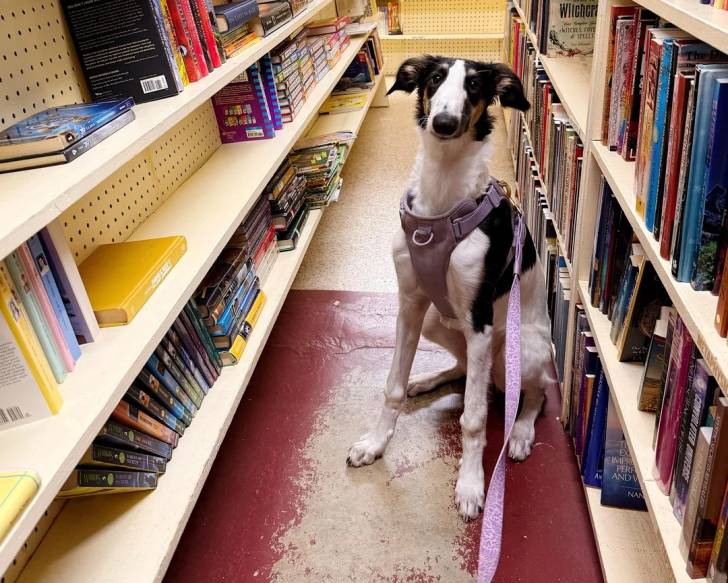 Un Barzoï assis dans une bibliothèque