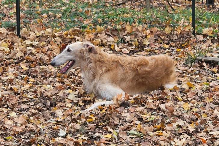 Un Barzoï allongé sur un terrain jonchés de feuilles mortes